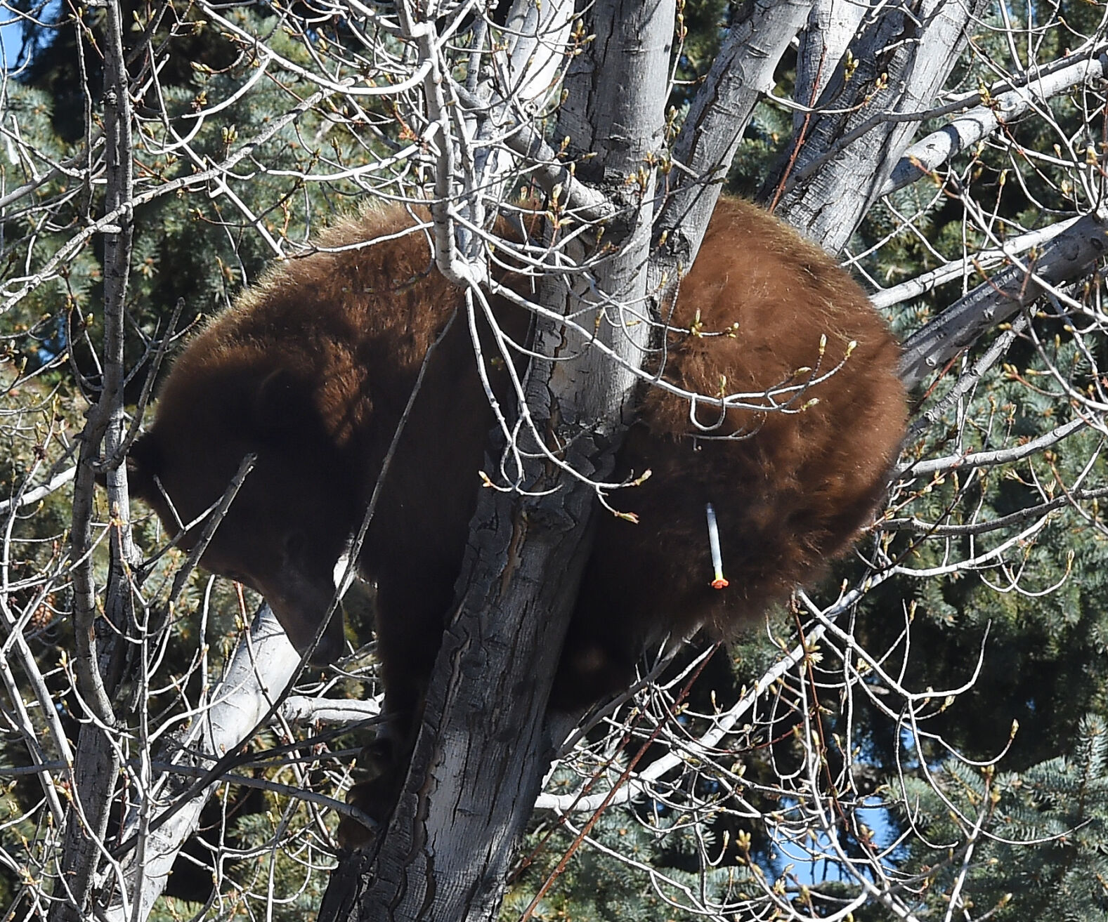 043121-news-bear 07.JPG